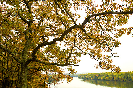 Early Fall Along the Potomac River, VA